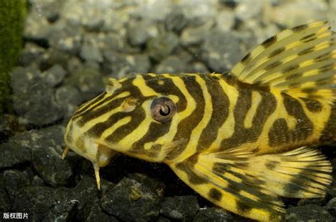 異形魚種類|如何飼養和繁殖異型魚